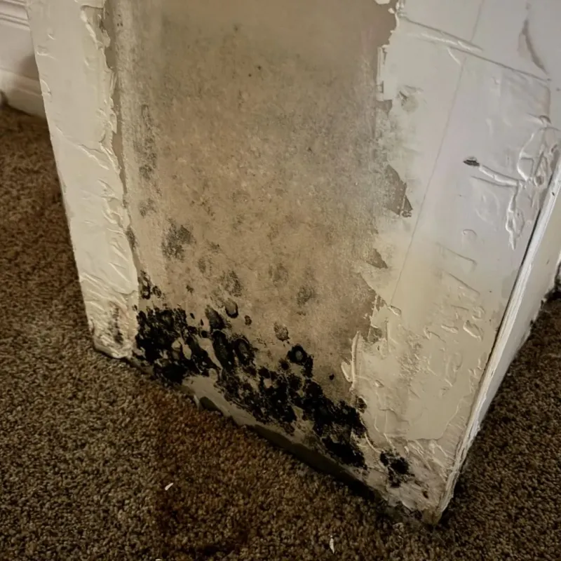 Professional Mold Removal in Prosser, WA